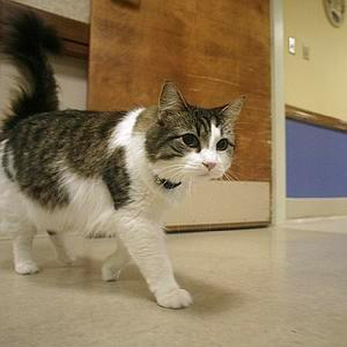 Hiện tại, Oscar đã sống được 17 năm trong lúc tuổi thọ tối đa của loài mèo chỉ là 18 năm. Và mặc dù nó đã rất yếu nhưng hàng ngày nó vẫn quanh quẩn trên các hành lang Trung tâm Teere House. Theo các bác sĩ và điều dưỡng ở đây, có lẽ một hôm nào đó Oscar sẽ thực hiện “nhiệm vụ báo tử” cho chính nó…