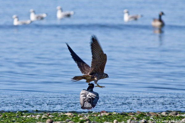 Đã có tới 32 chú chim bồ câu được nhận huy chương dũng cảm Dickin của Anh.