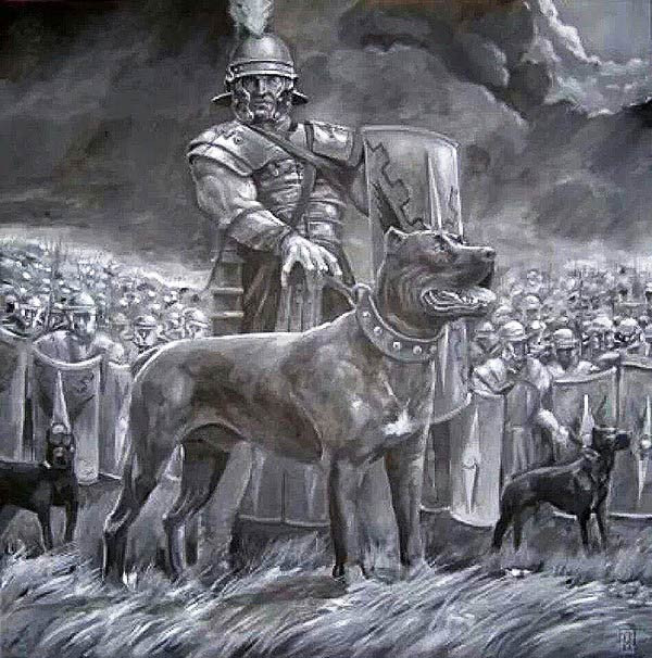 Việc sử dụng những chú chó với mục đích này hiện nay nghe có vẻ khá tàn nhẫn, nhưng vào thời điểm đó loài động vật này đã được đối đãi công bằng như bao người lính khác, thậm chí còn được trang bị áo giáp gai để bảo vệ cơ thể trong các trận chiến.