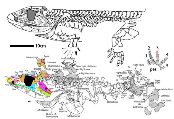 Nghiên cứu mới cũng phơi bày các rãnh xương trong hộp sọ, là nơi dành cho các cơ quan cảm giác cùng kiểu với cá và động vật lưỡng cư, cho thấy nó sống dưới nước. Xương chân cứng cáp giúp nó thu mình lại và dễ dàng chờ đợi con mồi bơi qua.
