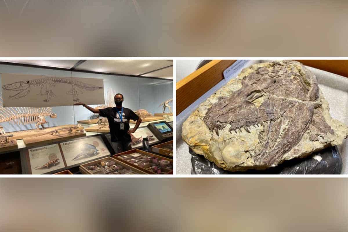 Mặc dù Whatcheeria trông giống kỳ nhông khổng lồ nhưng hoàn toàn không liên quan tới nhóm này, mà là một phần của dòng dõi cuối cùng đã tiến hóa thành động vật có bốn chi ngày nay - tức bao gồm chúng ta, là tổ tiên quái thú của loài người.