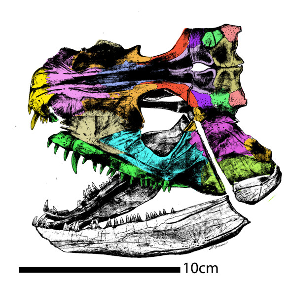 "Có lẽ nó đã dành nhiều thời gian ở gần đáy sông và hồ, lao ra ngoài và ăn bất cứ gì nó thích. Bạn chắc chắn có thể gọi thứ này là T-rex của thời đại đó" - tờ SciTech Daily dẫn lời tiến sĩ Otoo.