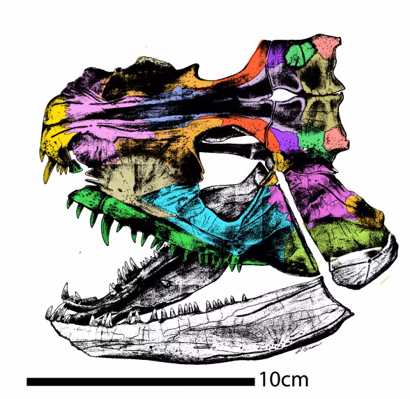 "Có lẽ nó đã dành nhiều thời gian ở gần đáy sông và hồ, lao ra ngoài và ăn bất cứ gì nó thích. Bạn chắc chắn có thể gọi thứ này là T-rex của thời đại đó" - tờ SciTech Daily dẫn lời tiến sĩ Otoo.