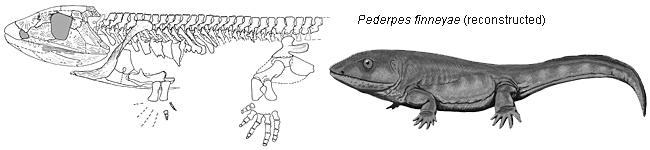 Các nhà khoa học đã dùng máy CT quét cả tảng đá để tạo nên bản sao kỹ thuật số từng phần xương riêng biệt rồi mới sắp xếp lại.