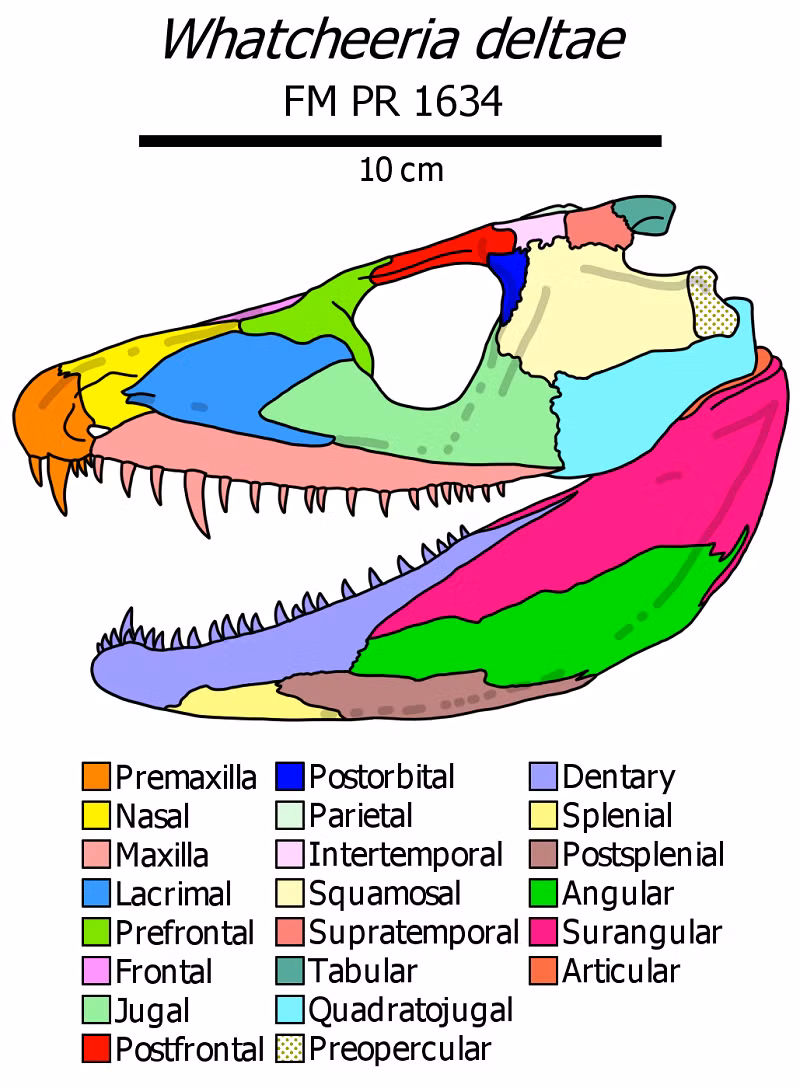 Trước đó, nhóm nghiên cứu phối hợp giữa Đại học Bristol (Anh) và University College London (UCL, thuộc Đại học London, Anh) đã tái tạo kỹ thuật số hộp sọ của loài Whatcheeria deltae, được phát hiện ở Iowa (Mỹ) từ năm 1995 và lần đầu tiên hiểu được sự thật kinh hoàng về nó.
