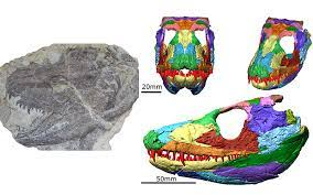 Khi được phát hiện, hộp sọ của nó bị nghiền thành nhiều mảnh và nén lại trong khối đá cổ, nên việc tái tạo cần đến kỹ thuật cao và hết sức công phu. Ban đầu nếu nhìn vào phiến đá, nó trông như đầu của một quái vật ngoài hành tinh trong phim ảnh.