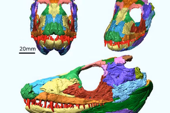 Whatcheeria nổi tiếng nhất với hóa thạch một chiếc đầu lâu đáng sợ khai quật từ Iowa, được xác định là đã 340 triệu tuổi, tức thuộc kỷ Than Đá. Sau kỷ Than Đá là kỷ Nhị Điệp rồi mới tới kỷ Tam Điệp (khủng long sơ khai xuất hiện cuối kỷ này), kỷ Jura và kỷ Phấn Trắng (thời hoàng kim của khủng long bạo chúa T-rex).