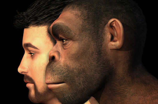 Các nghiên cứu trước đó cho thấy người Bắc Âu có thể mang đến 2% yếu tố Neanderthals trong DNA, trong khi 40% người Châu Á vẫn lưu lại chút gì đó của tổ tiên khác loài Denisovans.