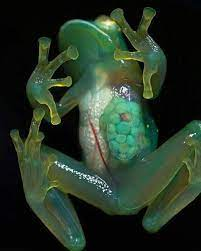 Ếch thủy tinh được phát hiện vào năm 2017 bởi 1 một nhóm nhà nghiên cứu quốc tế tại ba địa điểm có độ cao từ 300 - 350 m, thuộc vùng đồng bằng Amazon ở Ecuador. Ếch thủy tinh có tên khoa học là Hyalinobatrachium yaku (H.yaku).