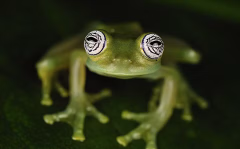 Việc phân biệt các loài ếch trong chi Hyalinobatrachium là một thách thức lớn do chúng khá tương đồng về mặt thể chất. Trong trường hợp của H.yaku, tiếng kêu đặc biệt và những chấm màu xanh đậm trên đầu của nó giúp các nhà nghiên cứu biết đây là một loài mới.