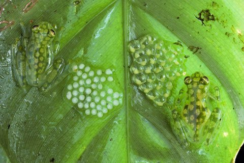 Những kế hoạch liên bang ở Ecuador nhằm mở rộng hoạt động khai thác dầu đang làm ô nhiễm nguồn nước, ảnh hưởng nghiêm trọng đến môi trường sống của ếch.