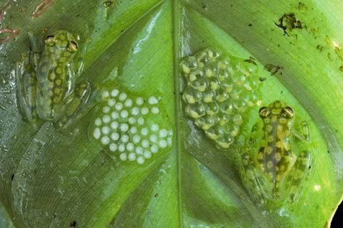 Những kế hoạch liên bang ở Ecuador nhằm mở rộng hoạt động khai thác dầu đang làm ô nhiễm nguồn nước, ảnh hưởng nghiêm trọng đến môi trường sống của ếch.