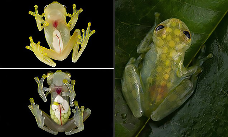 Hai vị trí tìm thấy loài ếch H.yaku nằm cách khá xa nhau, khoảng 110 km. Điều này chỉ ra phạm vi sống của chúng có thể vượt xa địa điểm các mẫu vật được tìm thấy. H.yaku là loài ếch sống trên cây nên rất khó phát hiện.