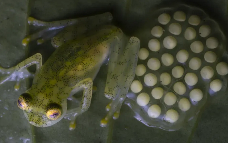 Theo nhóm nghiên cứu, nhiều loài ếch thủy tinh trong khu vực có khả năng vẫn chưa được phát hiện. Ngoài ra, hoạt động của con người có thể là mối đe dọa nghiêm trọng đối với nhóm động vật lưỡng cư này.