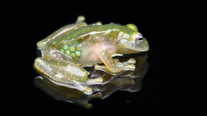 Phần lưng của chúng hiện rõ vô số chấm nhỏ màu xanh đậm. Đây là đặc điểm hiếm có của loài ếch này.