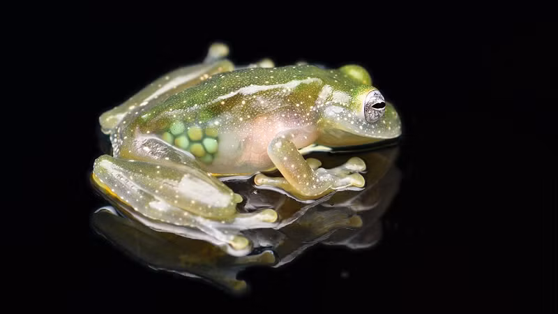 Phần lưng của chúng hiện rõ vô số chấm nhỏ màu xanh đậm. Đây là đặc điểm hiếm có của loài ếch này.