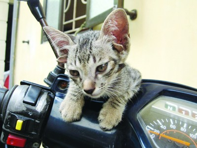  1. Mèo 6 tai: Loài mèo có hình dáng kỳ lạ ngỡ như chỉ có trong truyện tranh này hoàn toàn tồn tại. Chú mèo bị chủ bỏ đi vì cho rằng ngoại hình của nó có thể là điềm không may, sau đó nó đã được một bác sĩ ở Hà Nội nhận nuôi.