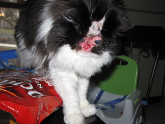  4. Mèo không mặt: Bé mèo Chase sinh ngày 1 tháng 5 năm 2005, khi mới 4 tuần tuổi đã gặp phải một tai nạn thương tâm lấy mất khuôn mặt của Chase. Dù đã được cứu chữa nhiệt tình nhưng Chase vẫn không lấy lại được khuôn mặt của mình.