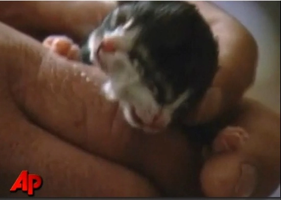  5. Chú mèo có 2 mặt: Bé mèo 2 mặt được sinh ra tại Charleston, phía Tây Virginia, Mỹ và đã được mang tới bệnh viện thú y sau khi được sinh ra khi mà mẹ của nó từ chối chăm sóc nó. Mỗi khuôn mặt của bé mèo này đều có đầy đủ bộ phận riêng biệt: 2 mũi, 2 miệng và 4 mắt.