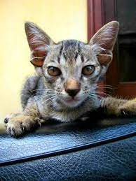 Chú mèo này màu xám tro và có đến 6 chiếc tai. Hai tai lớn của mèo vẫn như những con mèo khác. Tuy nhiên, chú mèo này lại có thêm 4 chiếc tai xinh xinh mọc phía trước tai lớn.