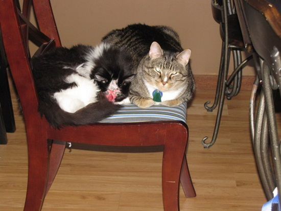 Khuôn mặt hiện tại của Chase người ta chỉ có thể thấy được đôi mắt to tròn. Hàng ngày Chase phải được nhỏ thuốc bảo vệ thường xuyên vì mắt nó luôn chảy mủ.