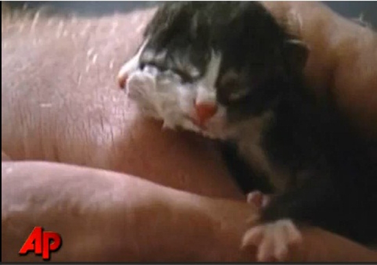 Do hình dáng kỳ quặc nên em mèo được chủ đặt tên là Two Face - 2 mặt. Hiện tại thì bé mèo 2 mặt vẫn đang sống bình thường và có vẻ khỏe mạnh, nhưng sự thật là những con mèo như này khó mà sống lâu được.