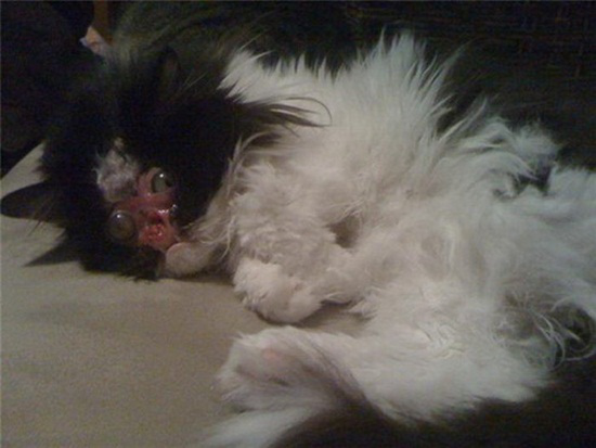 Trang Facebook tên "Chase No Face" của chú mèo này đã thu hút được rất nhiều sự quan tâm cũng như những lời động viên dành cho nó. Điều này giúp cho Chase và chủ nhân của mình luôn vui vẻ, lạc quan.