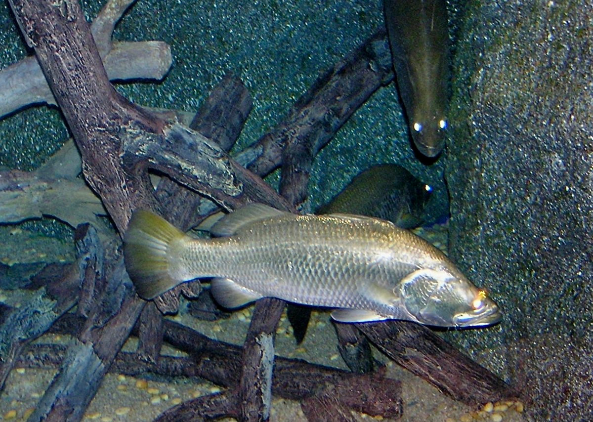 Cá rô sông Nile có tên khoa học Lates niloticus. Chúng còn được gọi với tên khác là cá Mbuta ở châu Phi. Đây là một loài cá nước ngọt thuộc họ Latidae trong bộ Perciformes (Cá vược).