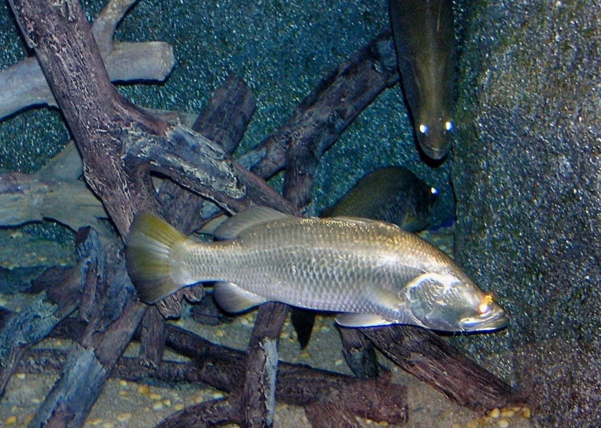 Cá rô sông Nile có tên khoa học Lates niloticus. Chúng còn được gọi với tên khác là cá Mbuta ở châu Phi. Đây là một loài cá nước ngọt thuộc họ Latidae trong bộ Perciformes (Cá vược).