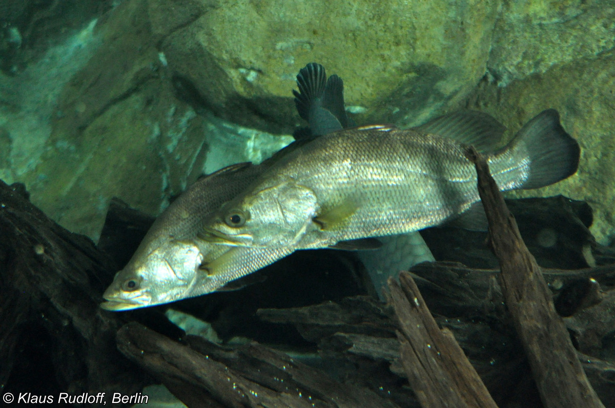 Đặc điểm nổi bật của cá rô sông Nile là có miệng lớn, thân hình thon dài có màu xanh lá cây hoặc nâu ở trên và màu bạc ở bụng với một chút màu xanh lam.