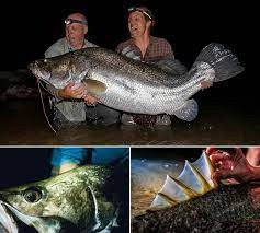 Do vấn nạn săn bắt nên số lượng cá rô sông Nile sụt giảm mạnh và đứng trước nguy cơ tuyệt chủng. Ngoài lấy thịt chế biến món ăn, người dân đánh bắt loài cá này còn vì bong bóng cá - loại thực phẩm giàu collagen. Bong bóng cá rô sông Nile chủ yếu được sử dụng để chế biến món súp hoặc hầm. Giá bong bóng cá rô sông Nile khoảng 450 - 1.000 USD/kg.