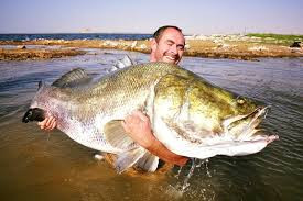 Cá rô sông Nile có đuôi tròn (lồi) và hai vây lưng. Một trong 2 vây lưng của nó có 7 hoặc 8 gai cứng trong khi vây còn lại chỉ có 1 hoặc 2 gai và một số tia mềm, phân nhánh.