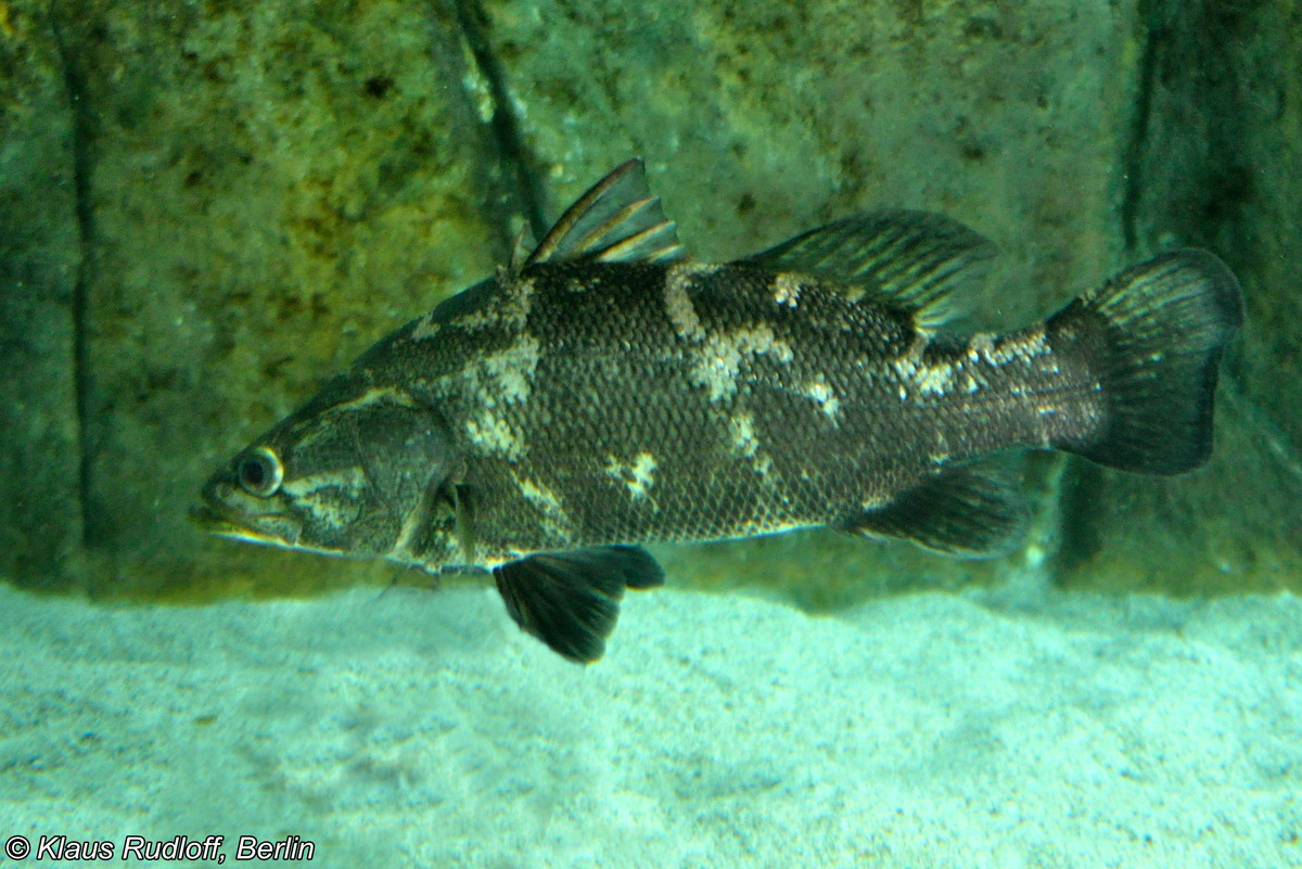 Khi trưởng thành, mỗi con cá rô sông Nile có thể đạt chiều dài cơ thể lên tới 2m và nặng hơn 200 kg.