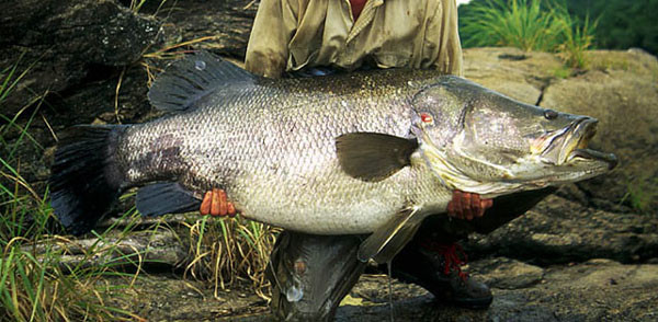 Là loài cá ăn thịt, thức ăn yêu thích của cá rô sông Nile là những loài cá khác, các loài động vật nhỏ hơn như động vật phù du, côn trùng, nghêu, tôm, ốc...