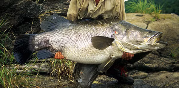 Là loài cá ăn thịt, thức ăn yêu thích của cá rô sông Nile là những loài cá khác, các loài động vật nhỏ hơn như động vật phù du, côn trùng, nghêu, tôm, ốc...
