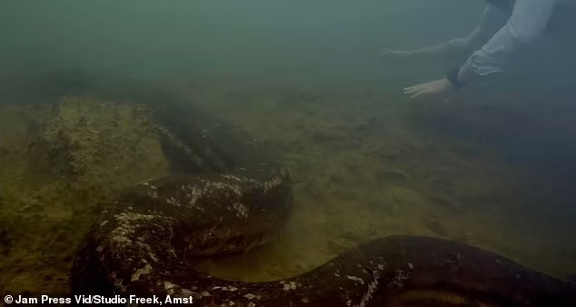 Theo giáo sư Freek, trăn Anaconda xanh có 2 loại gồm: Anaconda xanh phương Nam và Anaconda xanh phương Bắc. Trong đó, Anaconda xanh phương Nam phân bố tại Peru, Bolivia, Guiana thuộc Pháp và Brazil.