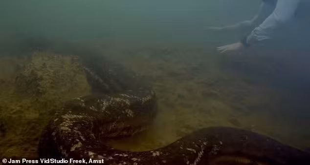 Theo giáo sư Freek, trăn Anaconda xanh có 2 loại gồm: Anaconda xanh phương Nam và Anaconda xanh phương Bắc. Trong đó, Anaconda xanh phương Nam phân bố tại Peru, Bolivia, Guiana thuộc Pháp và Brazil.