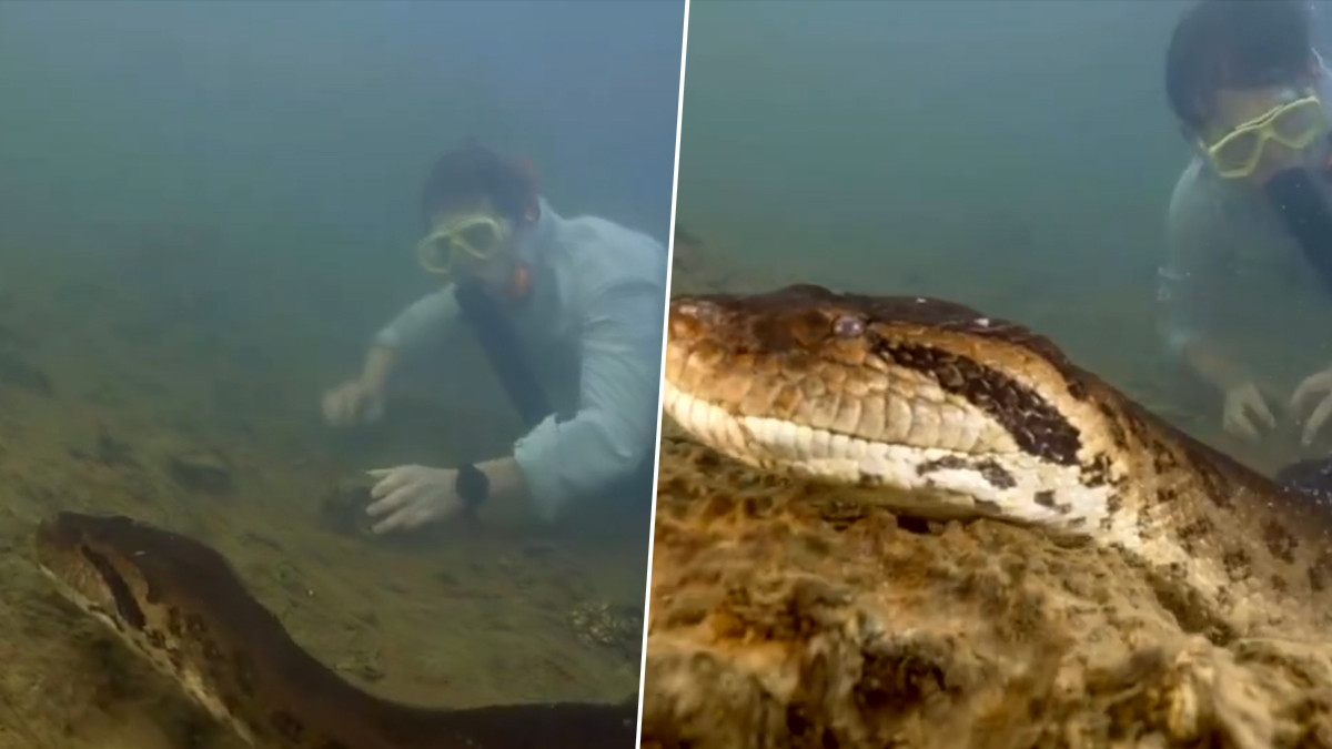 “Cùng với 14 nhà khoa học khác từ 9 quốc gia, chúng tôi phát hiện ra rằng loài rắn lớn nhất thế giới là Anaconda xanh”, giáo sư Freek cho hay.