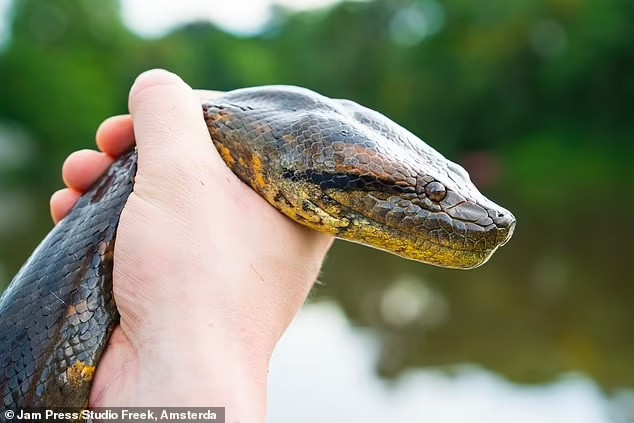 Thoạt nhìn, 2 loài trăn Anaconda xanh có vẻ ngoài giống hệt nhau nhưng có hệ gene khác biệt 5,5%.