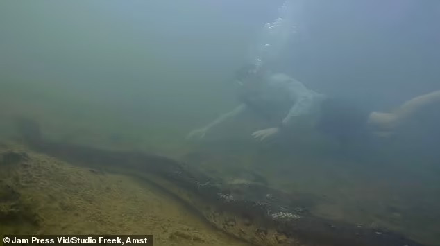 Anaconda xanh phương Bắc được tìm thấy tại Ecuador, Colombia, Venezuela, Trinidad, Guyana, Suriname và Guiana thuộc Pháp.