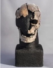 Về lý do di cư, nhóm của ông Fischer suy đoán, "Người Vittrup" có thể đi tìm kiếm đá lửa và sản phẩm nông nghiệp để đổi với hàng hóa mà ông mang đến từ quê hương. Giả thuyết khác cho rằng ông bị kẻ thù bắt làm nô lệ dẫn tới có cái chết đầy đau đớn.