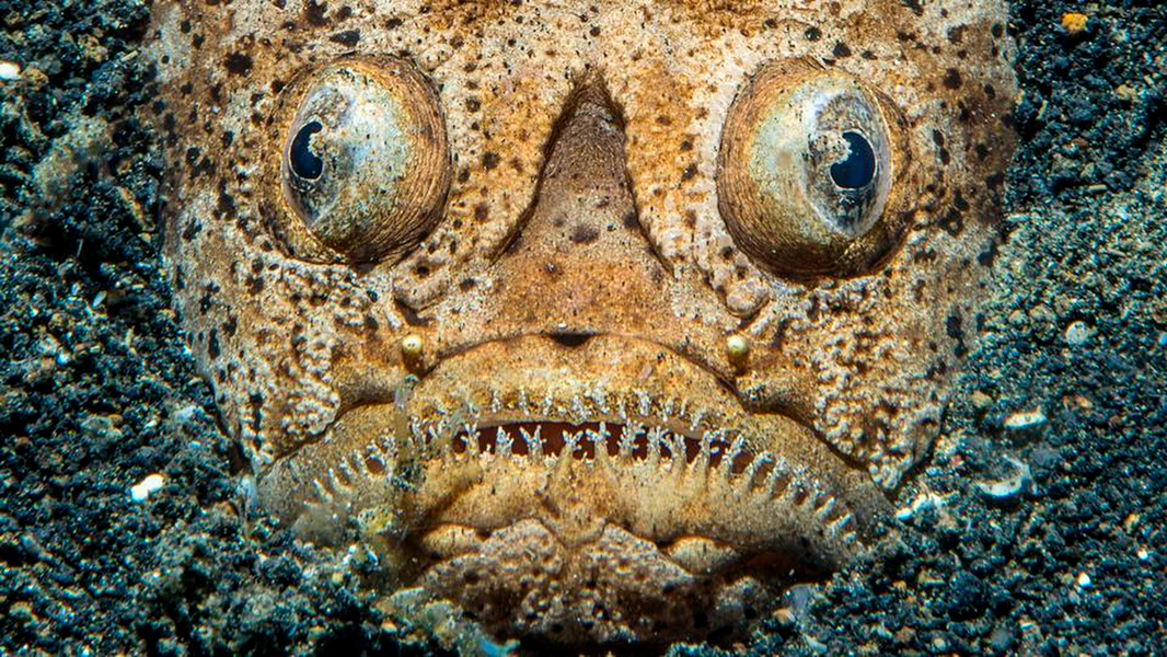 Một số loài cá chiêm tinh thậm chí còn có thể hút mồi bằng lưỡi dài. Vài loài khác có cặp cựa cực độc phía sau đầu hoặc cơ quan phóng điện nằm giữa hai mắt. Đây là vũ khí giúp chúng làm tê liệt con mồi nhỏ hoặc gây đau đớn cho những loài lớn hơn.