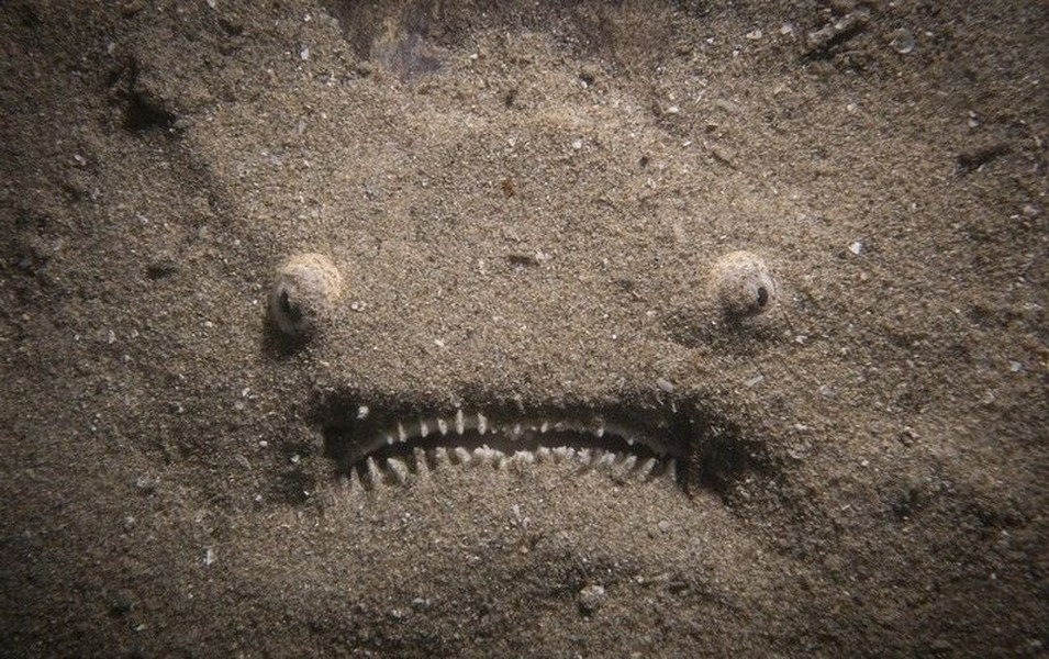 Cá chiêm tinh thường vùi mình dưới lớp cát khi săn mồi, chỉ để hở hàm răng nhọn hoắt và đôi mắt. Thức ăn của chúng bao gồm cá nhỏ, cua và loài giáp xác.