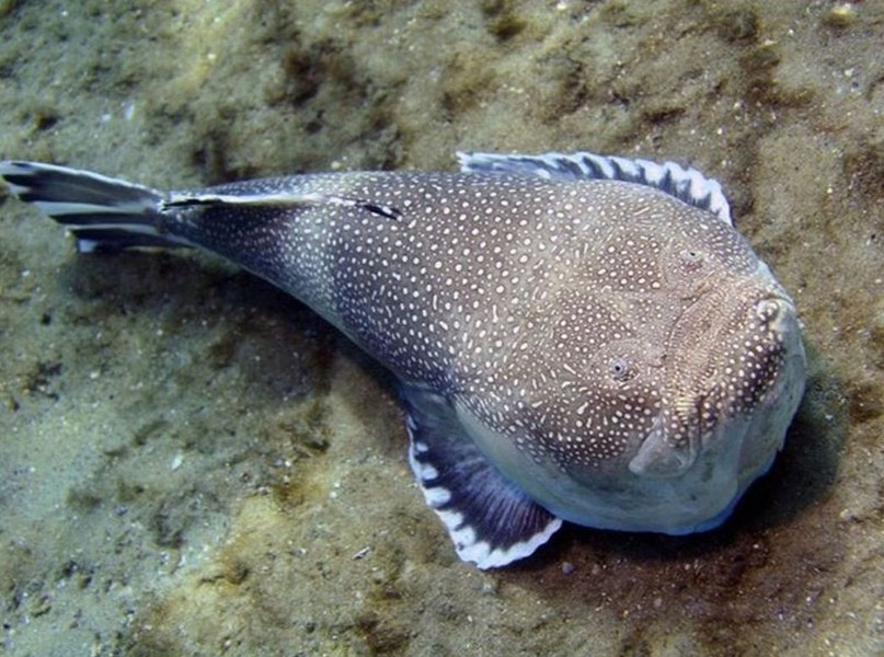 Vì vậy loài cá này được coi là loài động vật ăn thịt chuyên đánh lén.