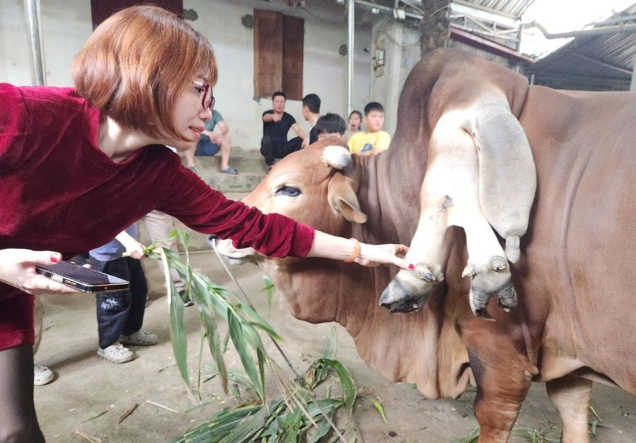 Chủ của con bò 6 chân, 2 đuôi đưa nó từ huyện Bá Thước xuống địa điểm du lịch này từ lâu. Sau đó, người này đã thuê địa điểm là nhà dân nằm bên trong khu du lịch suối cá Cẩm Lương để phục vụ du khách. Một vài người ngỏ ý mua lại chú bò đặc biệt trên với giá cao nhưng chủ không bán. Ảnh: Lao động.