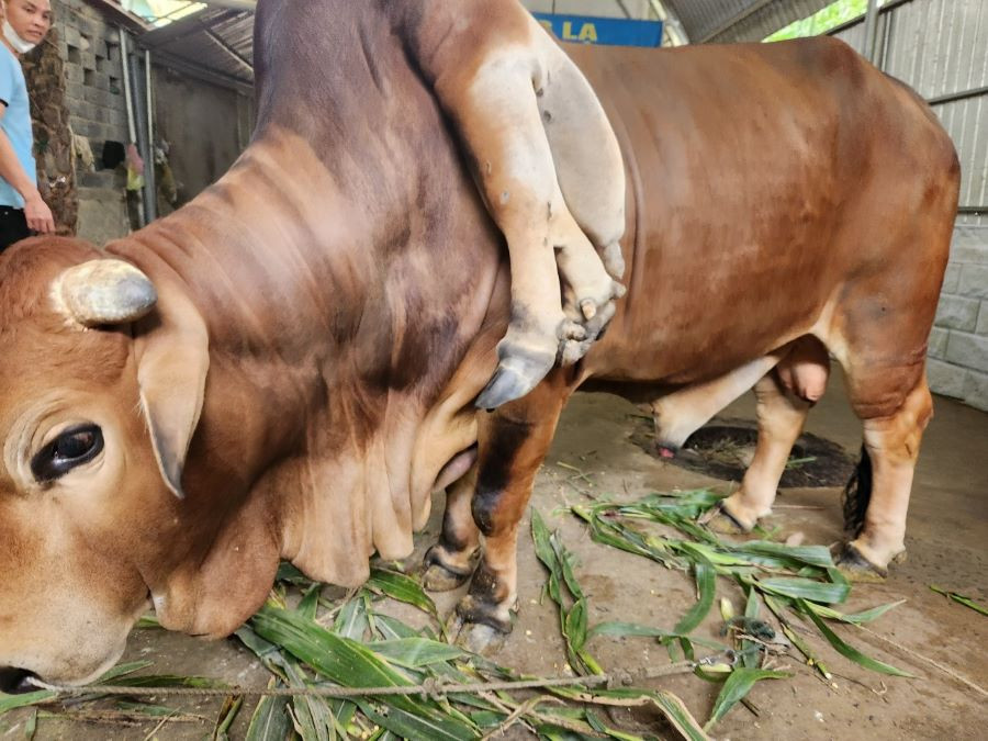 Ngoài 4 chân giống như những con bò khác, con vật ở khu du lịch suối cá Cẩm Lương còn có thêm 2 chiếc chân thừa mọc trên vai bên trái. Giữa 2 cái chân thừa mọc ra một cái đuôi như u thịt. Ảnh: Lao động.