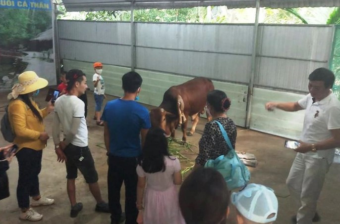 Hàng ngày, người chủ đem bò 6 chân, 2 đuôi ra sân cho mọi người xem bà đến tối đến lại đưa nó trở về chuồng nuôi sau nhà. Ảnh: Người lao động.