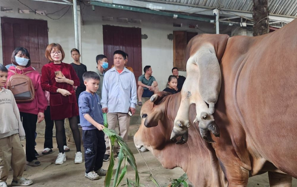Phía dưới, gia chủ tổ chức làn đường và thu tiền du khách vào xem con bò 6 chân, 2 đuôi. Nhiều du khách tới xem và thích thú khi chụp ảnh cùng con vật kỳ lạ này. Ảnh: Lao động.