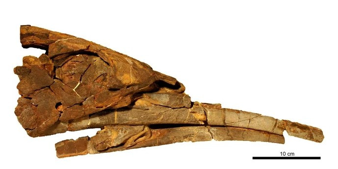 Vào năm 1957, các nhà khoa học khai quật được hóa thạch thủy quái “ngoài hành tinh” Alienacanthus. Trong những năm tiếp theo, giới chuyên gia thực hiện nghiên cứu nhằm làm sáng tỏ các bí ẩn về quái vật này.