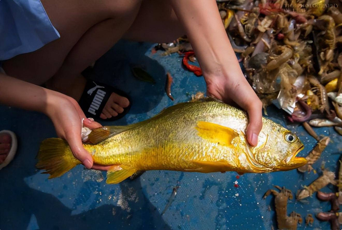 Cá đù vàng cỡ đại là một trong những loài cá có giá đắt đỏ nhất thế giới. Vào năm 2002, một nhóm ngư dân ở Trung Quốc đã trúng một mẻ cá đù vàng lớn lên tới 4 tấn. Tổng số tiền họ kiếm được khi bán mẻ cá này là 9,57 triệu Nhân dân tệ (khoảng 32 tỷ đồng).